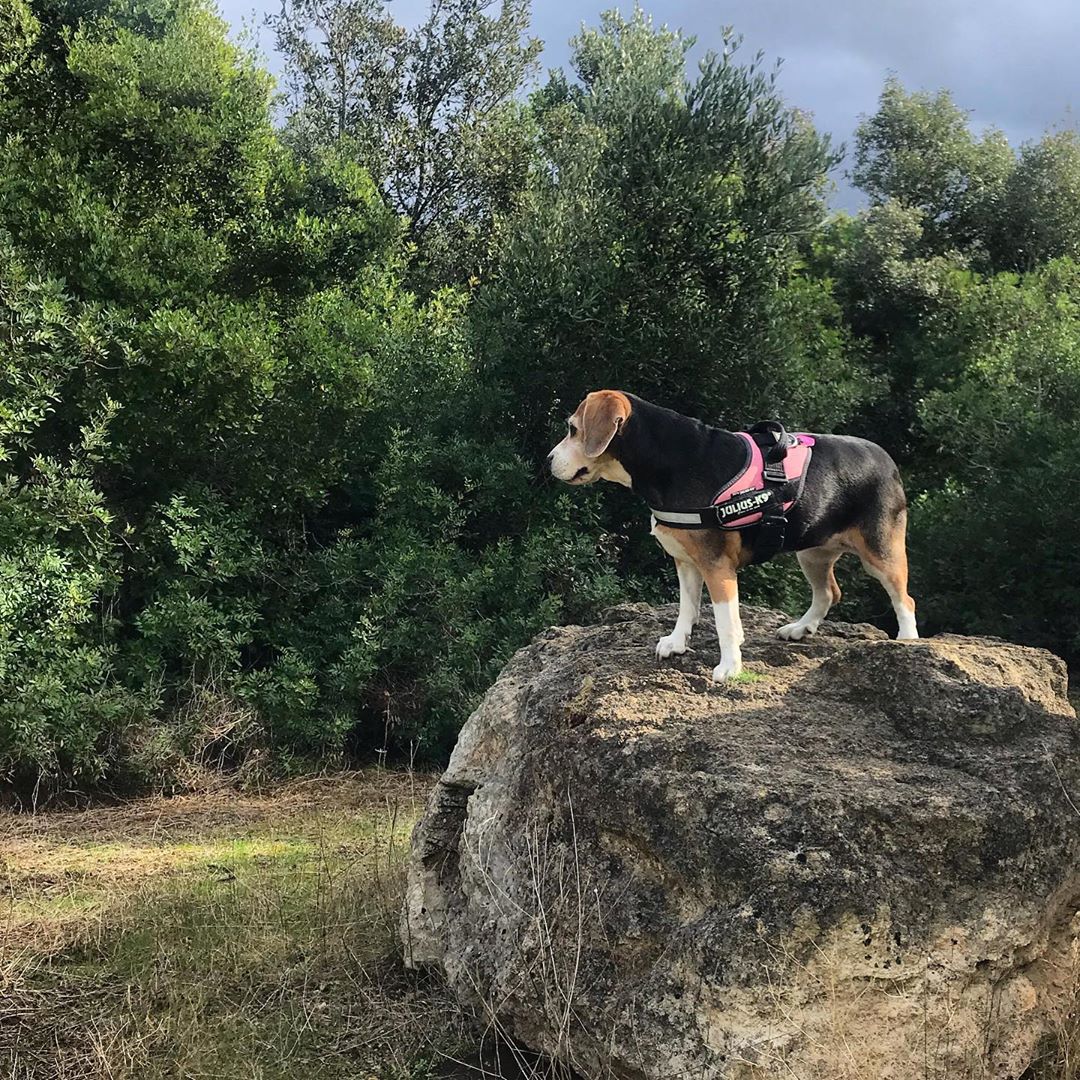 Bosque Cuturi San Pietro in Bevagna Puglia