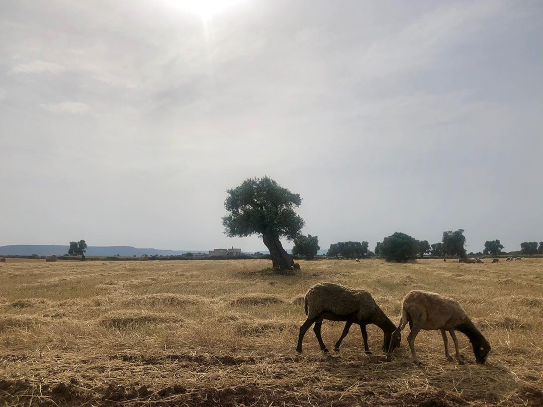 Parque natural regional Dune costiere Brindisi Puglia