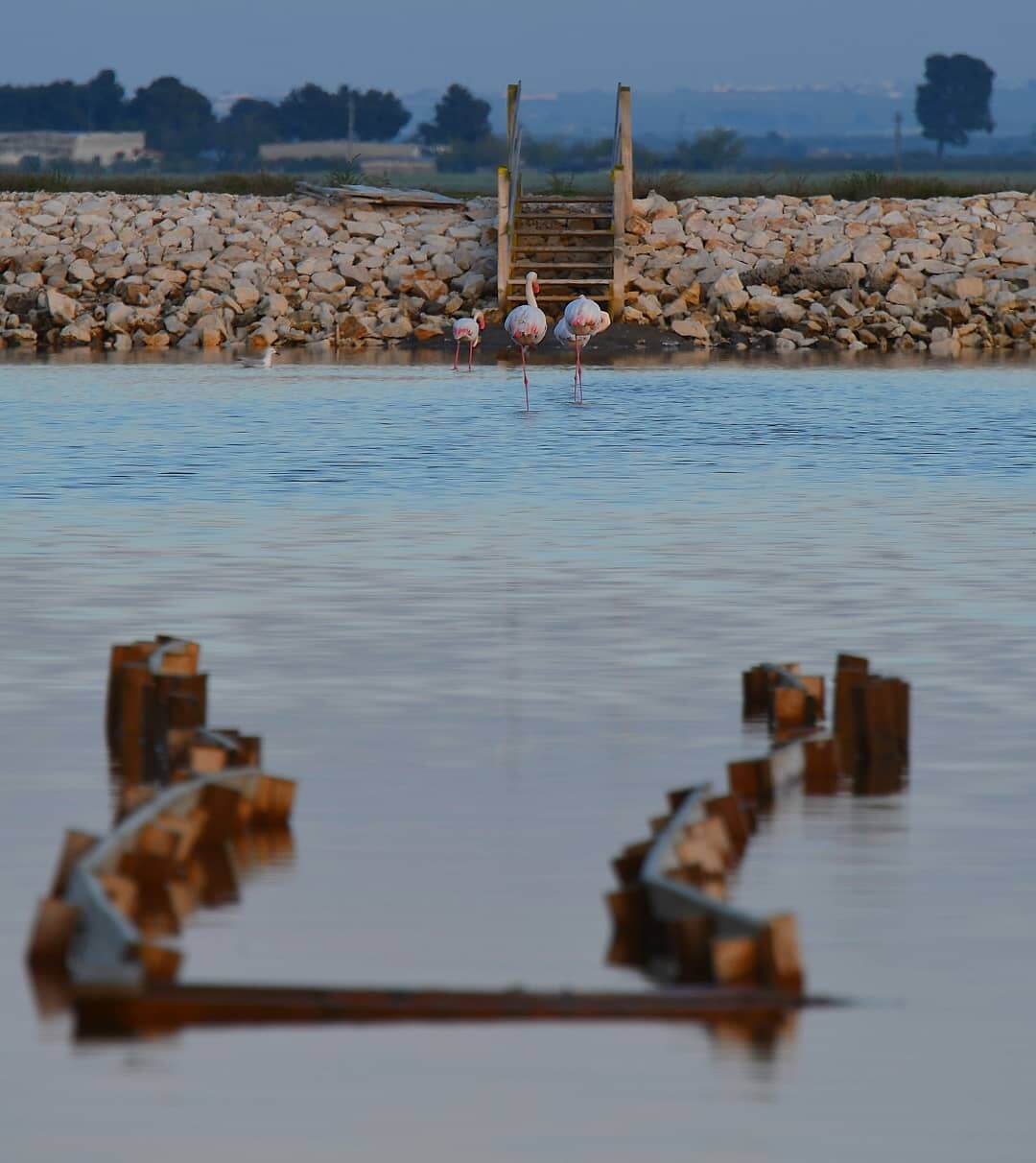 Reserva Natural Saline de Margherita Savoia Puglia