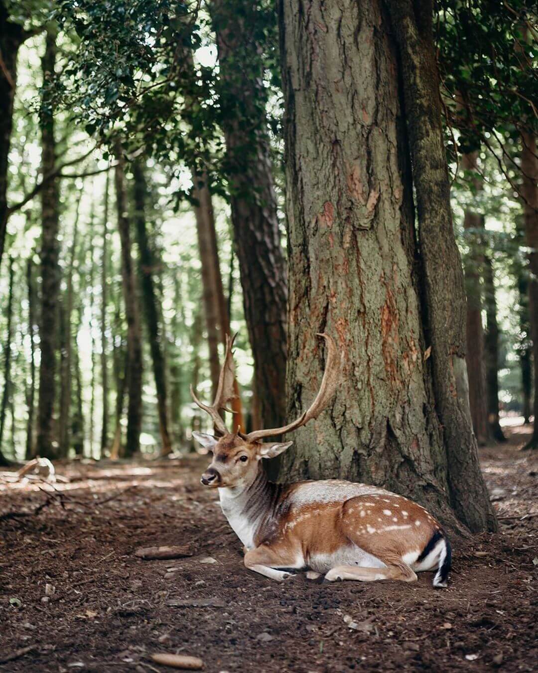 Foresta Umbra Gargano Puglia